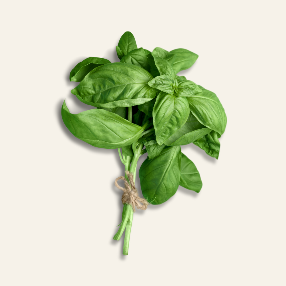Basil