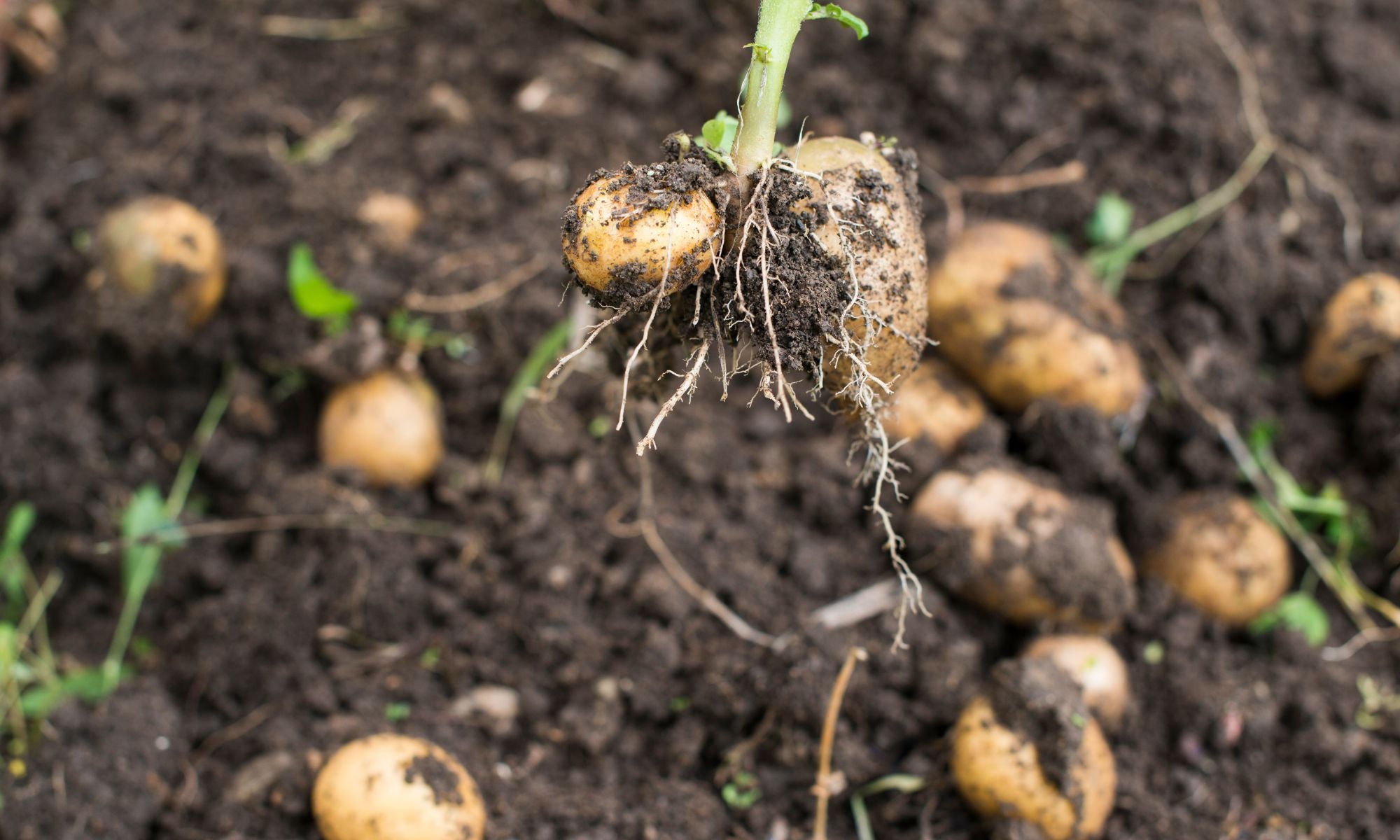 Why Organic Matters: The Benefits for You and the Planet