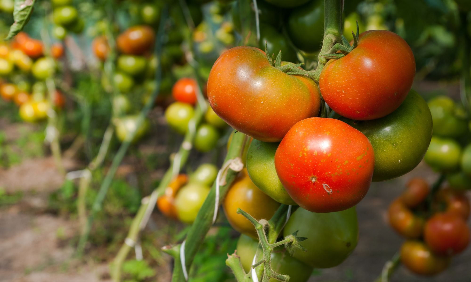 Seasonal Eating: Why It Matters and What’s in Season Now