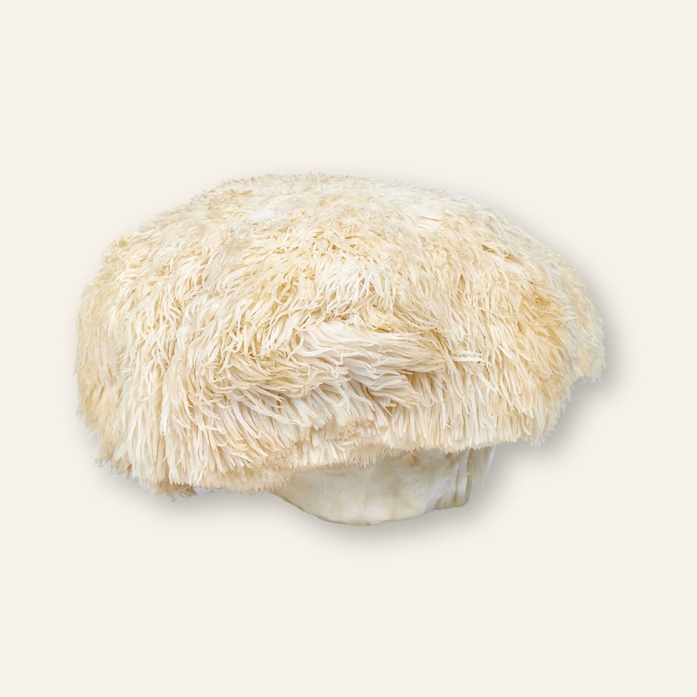 Lion's Mane Mushroom ≈ 165g