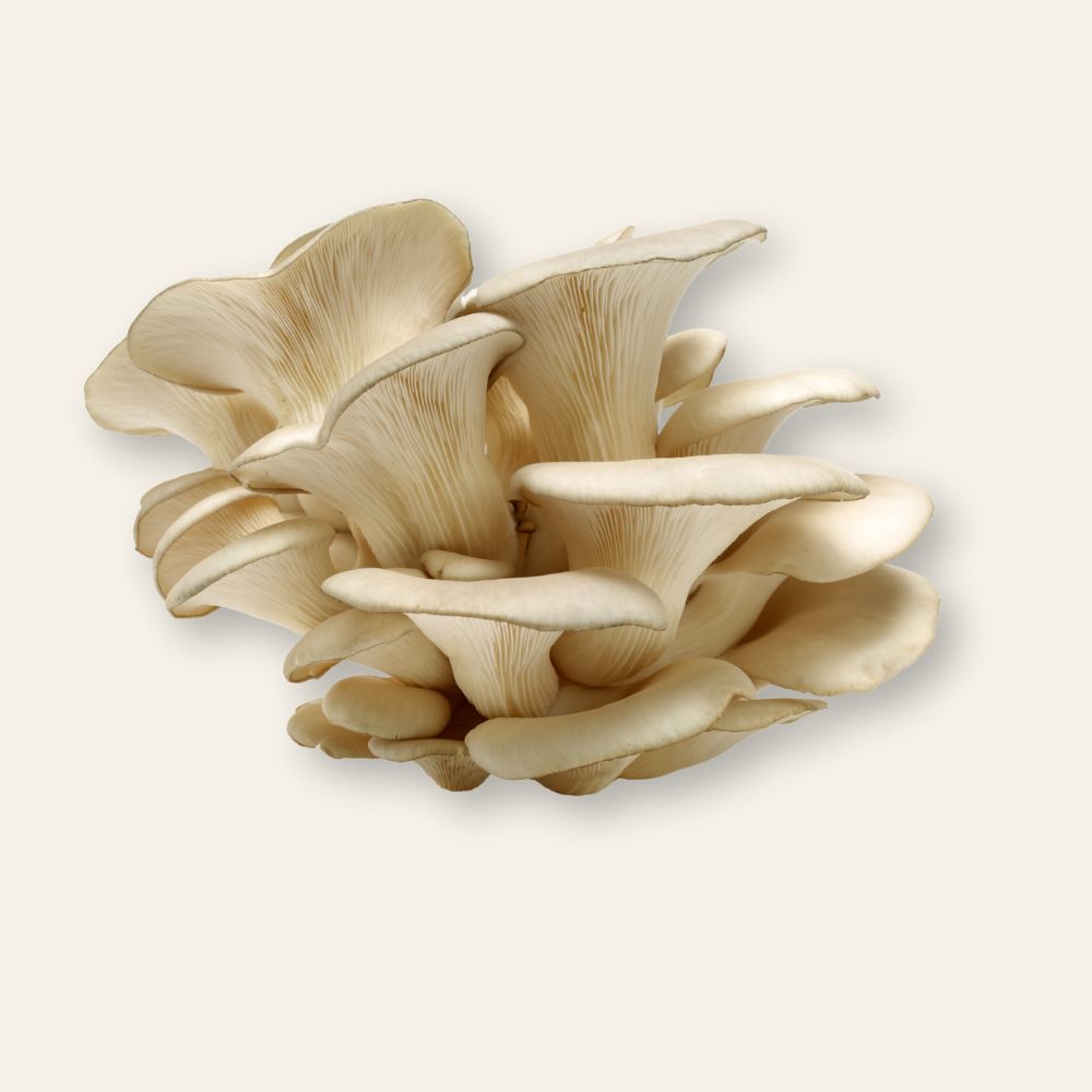 Oyster Mushrooms 200g