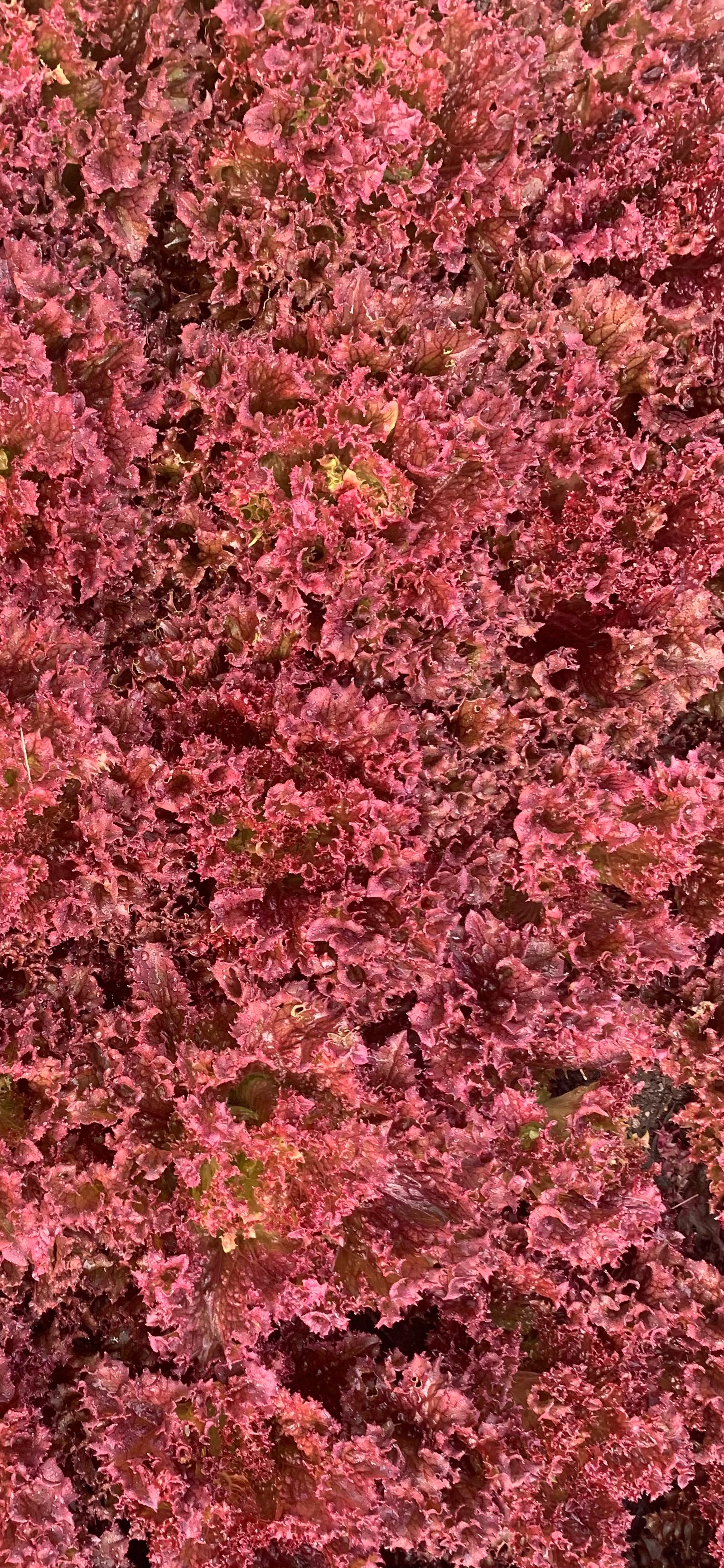 Salad Mix