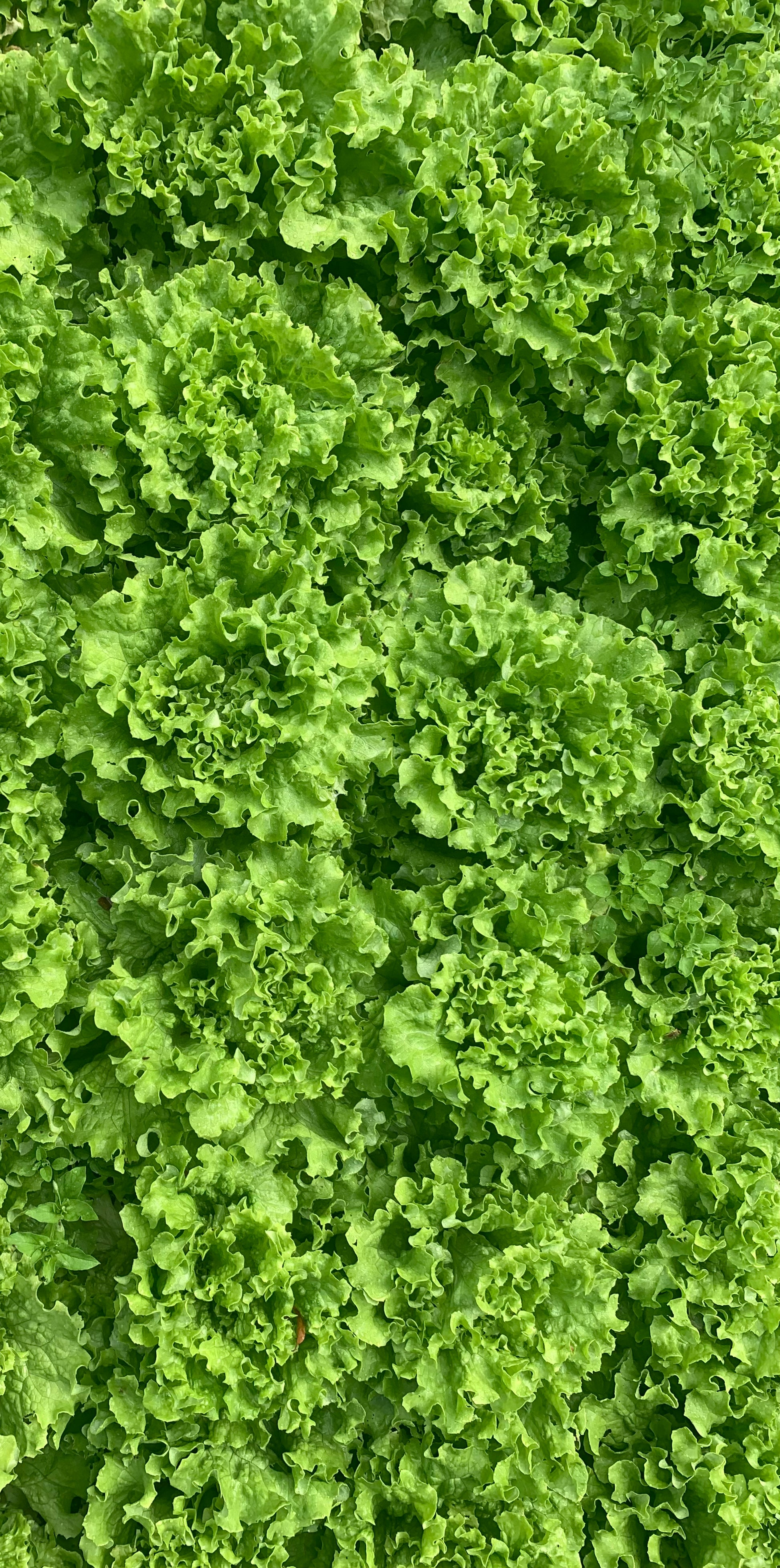 Salad Mix