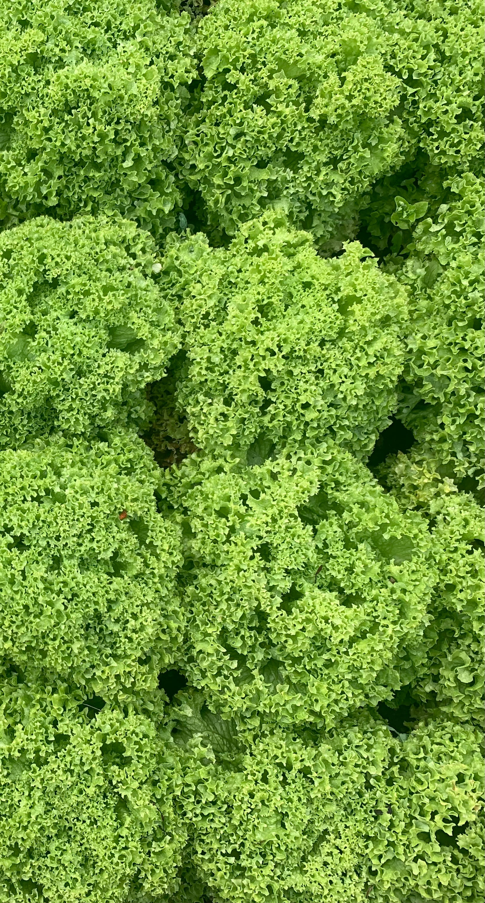 Salad Mix