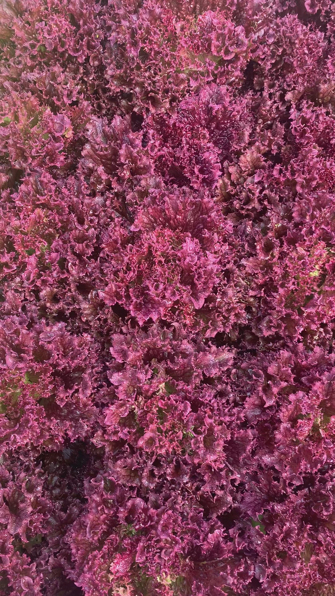Salad Mix