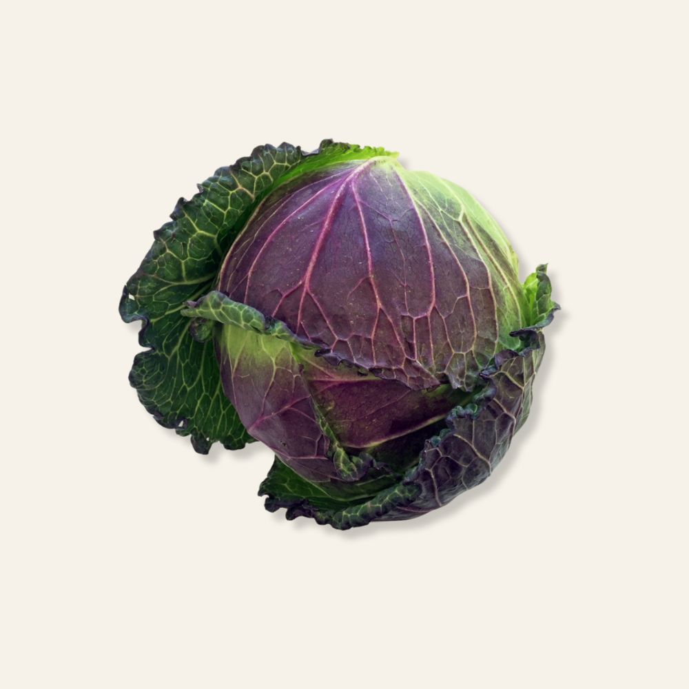 January King Cabbage