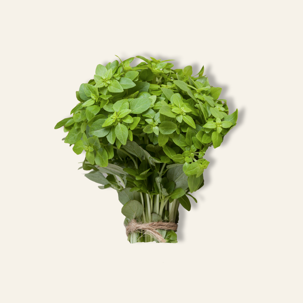 Greek Basil