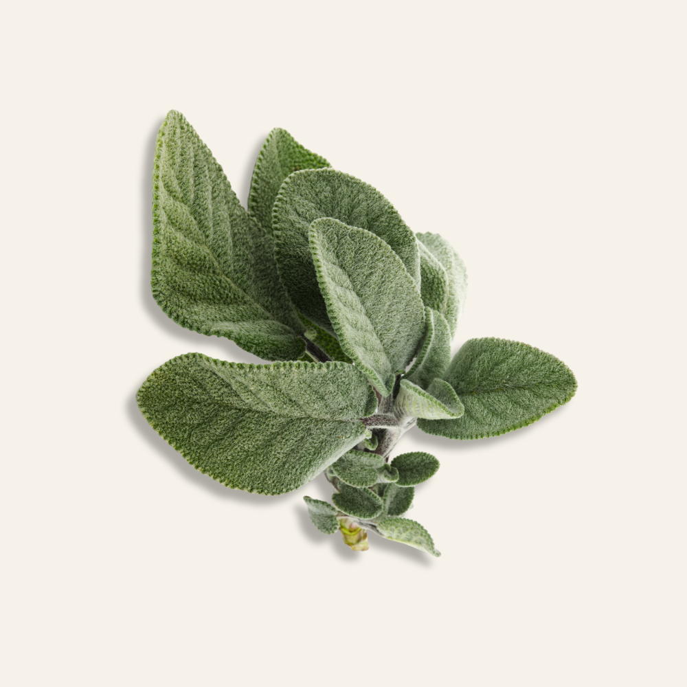 Sage