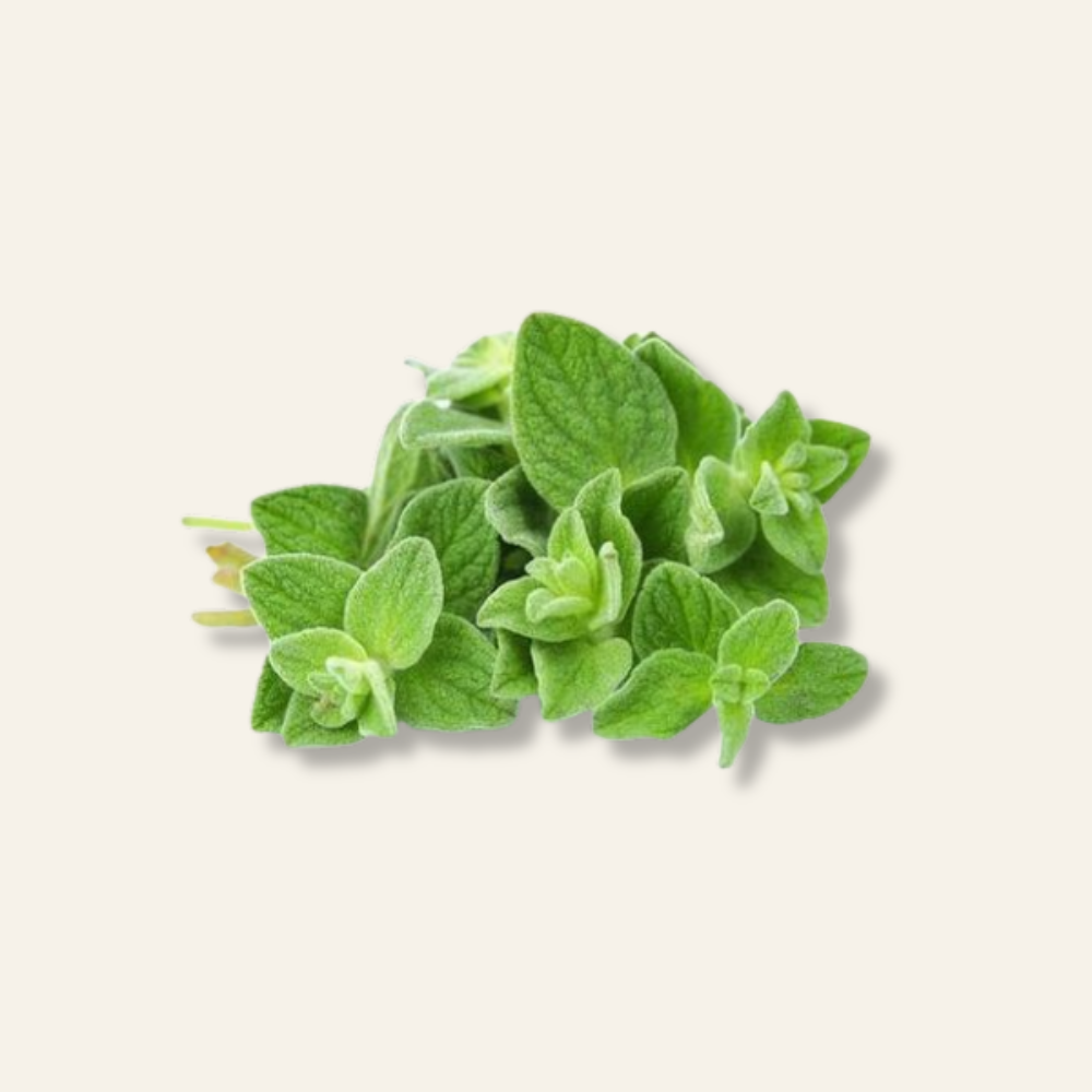 Oregano