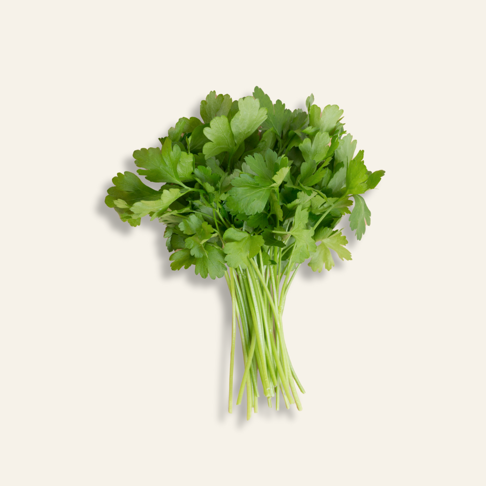 Coriander